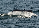 CapeCodc (3)  Cape Cod whale